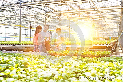 Male botanists discussing with female coworkers while standing amidst seedlings in greenhouse Stock Photo