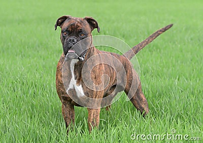 Male boxer dog Stock Photo