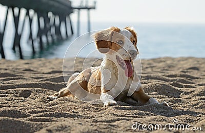 Male Breton Dog Stock Photo