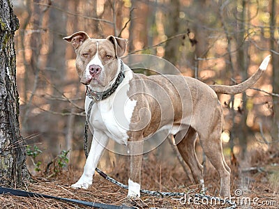 Brindle and White American Bulldog Pitbull dog outside on leash Stock Photo