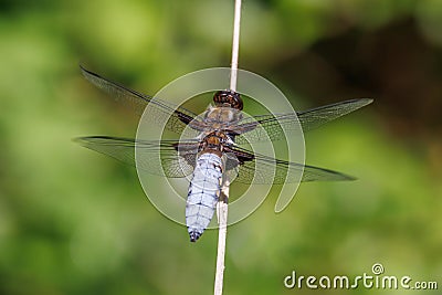 Male Broad-bodied Chaser Dragonfly - Libellula depressa at rest. Stock Photo