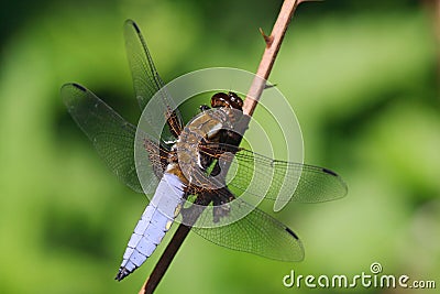 Male broad bodied chaser - Libellula depressa Stock Photo