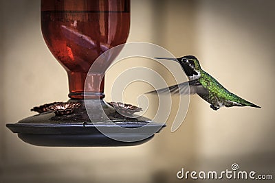 Male Broad Tailed Hummingbird Photographed at a Feeder Stock Photo