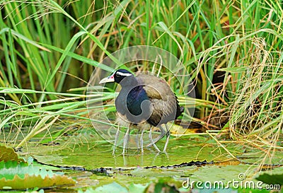 Male bronze-winged jacana Stock Photo