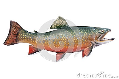 Male brook or speckled trout in spawning colors is Stock Photo