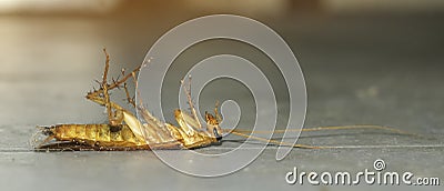 Male brown cockroach dead on floor. disgust dirty pest two wing. long antenna of ugly and disgusting died on ground. disease body Stock Photo