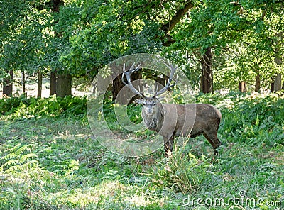 Big brown deer in Richmond - London Stock Photo
