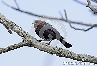 Male Brown-headed Cowbird Stock Photo