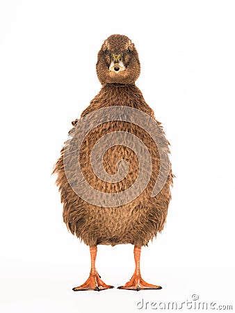 Male brown shaggy duck isolated Stock Photo