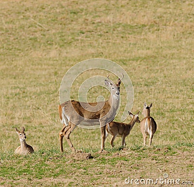 Whitetail buck with other deer Stock Photo