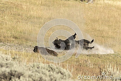 Male Buffalo Bison in Yellowstone National Park Stock Photo