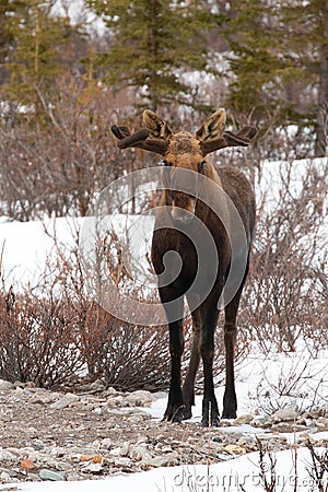 Male bull moose standing during spring in Denali National Park in Alaska USA Stock Photo