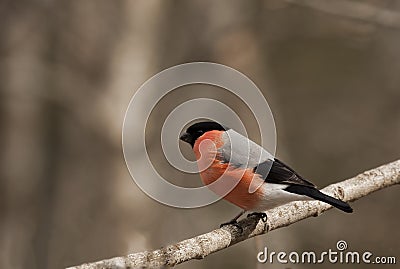 Male bullfinch Stock Photo