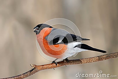 Male bullfinch on a branch Stock Photo