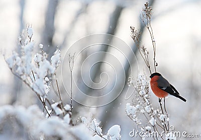 Male Bullfinch Stock Photo