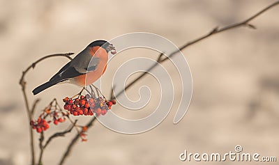 Male Bullfinch feeding on berries Stock Photo