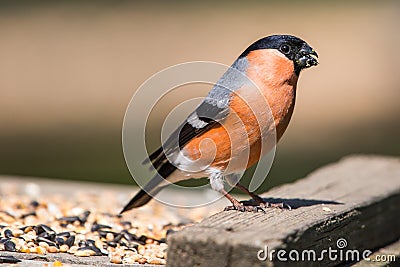 Male Bullfinch Stock Photo