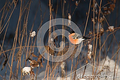 Male bullfinch in snowy forest Stock Photo