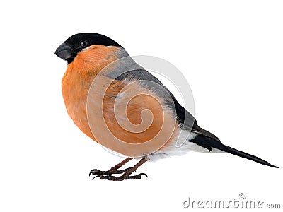 Male bullfinch on a white Stock Photo