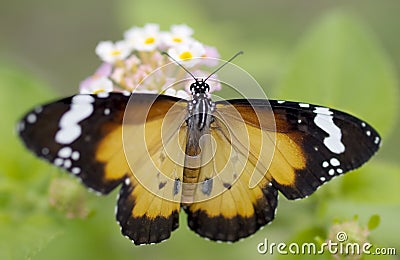 Male butterfly Plain Tiger Danaus chrysippus Stock Photo