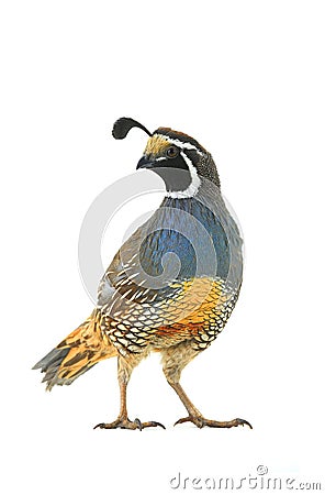 Male California Quail Stock Photo