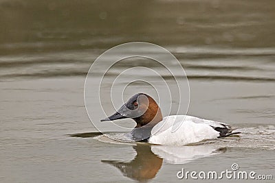 Male Canvasback, Aythya valisineria on the water Stock Photo