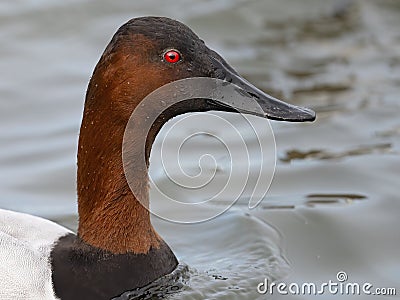 A Male Canvasback extreme close up Stock Photo