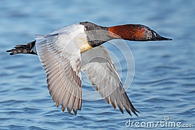 A Male Canvasback in Flight Stock Photo