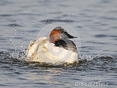 Male Canvasback Splashing in the Water Stock Photo