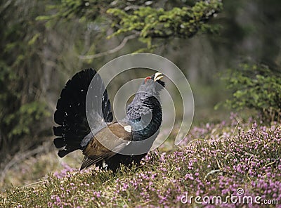 Male capercaillie standing on heather side view Stock Photo