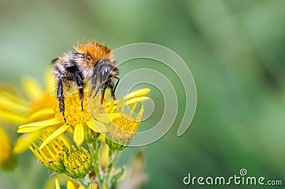 Male Carder Bumblebee, Bombus pascuorum feeding on Ragwort Stock Photo