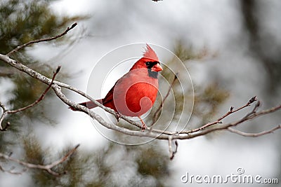 Male Cardinal Stock Photo