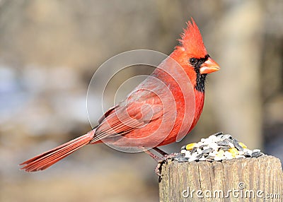 Male Cardinal Stock Photo