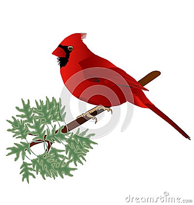 Male Cardinal Vector Illustration