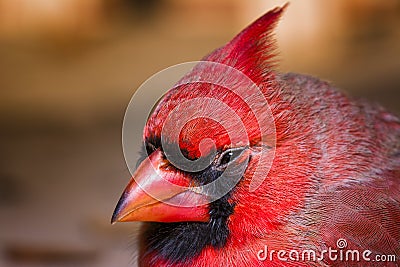 Male Cardinal, Outdoor Macro Photo Stock Photo