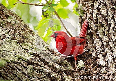 A male cardinal perched on a hardwood tree. Stock Photo