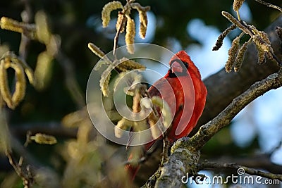 A Male Cardinal red perches on a tree branch. Stock Photo