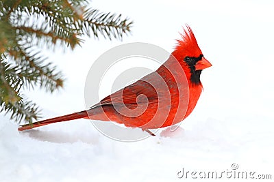 Male Cardinal In Snow Stock Photo