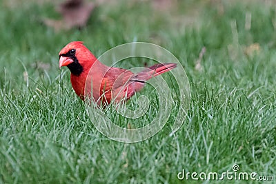 Male Cardinal Southwestern Ontario Canada Stock Photo