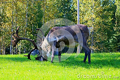A male caribou grazing Stock Photo