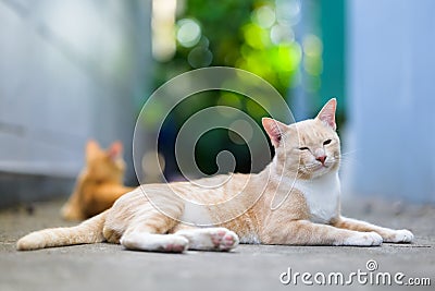 A male cat sits around the house Stock Photo