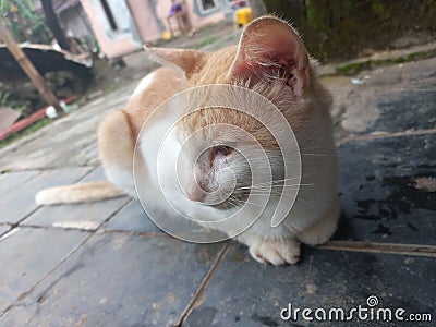 Male cat waiting for food rations in the yard Stock Photo