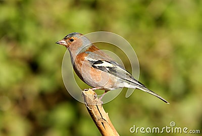 Male Chaffinch Stock Photo