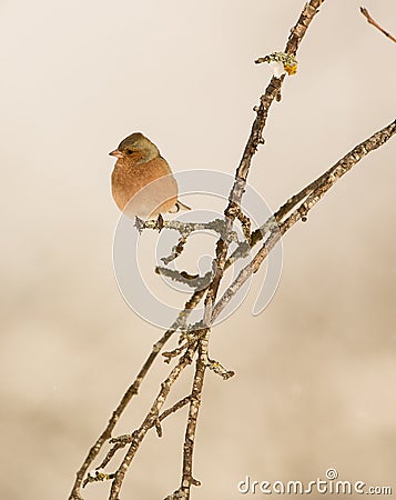 Male Chaffinch on branch Stock Photo