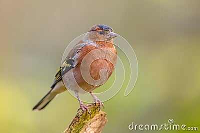 Male Chaffinch on green background Stock Photo