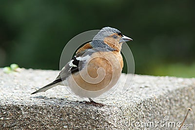male chaffinch on a wall Stock Photo
