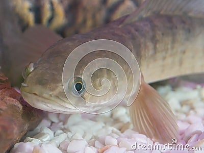 Male Channa striata striped snakehead fish head in close up at a fish tank. Stock Photo