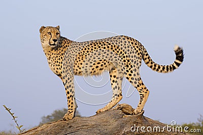 Male Cheetah (Acinonyx jubatus), South Africa Stock Photo