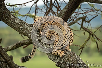 Male cheetah lies in tree looking up Stock Photo