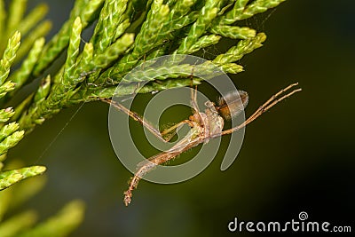 Male Chironomidae -- no-biting midge Stock Photo